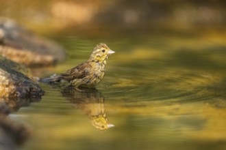 Yellowhammer (Emberiza citrinella) at a water pool, Pinos, Solsona, Catalonia, Spain