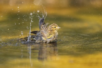 Yellowhammer (Emberiza citrinella) bathing in a water pool, Pinos, Solsona, Catalonia, Spain
