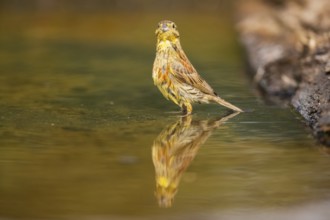 Yellowhammer (Emberiza citrinella) at a water pool, Pinos, Solsona, Catalonia, Spain