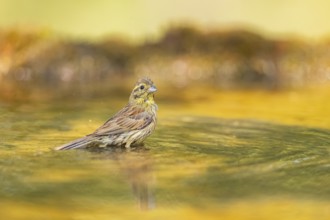 Yellowhammer (Emberiza citrinella) at a water pool, Pinos, Solsona, Catalonia, Spain