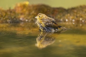 Yellowhammer (Emberiza citrinella) at a water pool, Pinos, Solsona, Catalonia, Spain