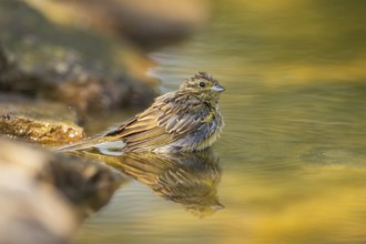 Yellowhammer (Emberiza citrinella) at a water pool, Pinos, Solsona, Catalonia, Spain