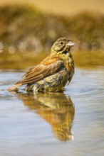 Yellowhammer (Emberiza citrinella) at a water pool, Pinos, Solsona, Catalonia, Spain