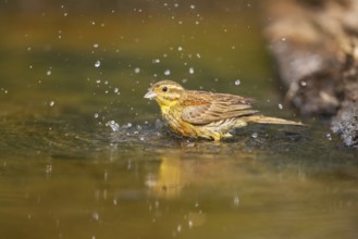 Yellowhammer (Emberiza citrinella) bathing in a water pool, Pinos, Solsona, Catalonia, Spain