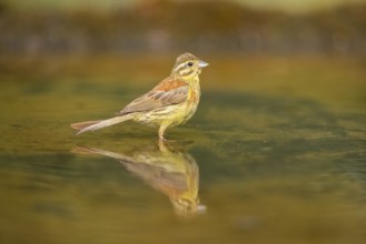 Yellowhammer (Emberiza citrinella) at a water pool, Pinos, Solsona, Catalonia, Spain