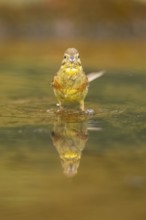 Yellowhammer (Emberiza citrinella) at a water pool, Pinos, Solsona, Catalonia, Spain