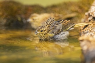 Yellowhammer (Emberiza citrinella) at a water pool, Pinos, Solsona, Catalonia, Spain