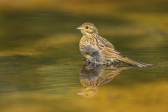 Yellowhammer (Emberiza citrinella) at a water pool, Pinos, Solsona, Catalonia, Spain