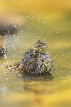 Yellowhammer (Emberiza citrinella) bathing in a water pool, Pinos, Solsona, Catalonia, Spain