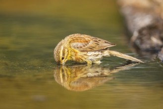 Yellowhammer (Emberiza citrinella) drinking at a water pool, Pinos, Solsona, Catalonia, Spain