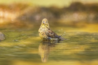 Yellowhammer (Emberiza citrinella) bathing in a water pool, Pinos, Solsona, Catalonia, Spain