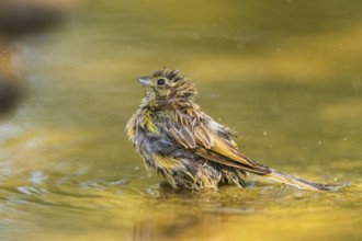 Yellowhammer (Emberiza citrinella) at a water pool, Pinos, Solsona, Catalonia, Spain