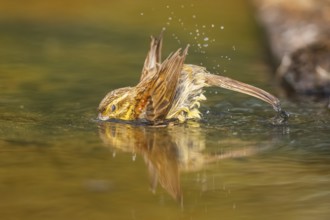Yellowhammer (Emberiza citrinella) bathing in a water pool, Pinos, Solsona, Catalonia, Spain