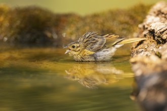 Yellowhammer (Emberiza citrinella) at a water pool, Pinos, Solsona, Catalonia, Spain