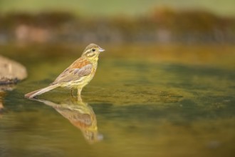Yellowhammer (Emberiza citrinella) at a water pool, Pinos, Solsona, Catalonia, Spain