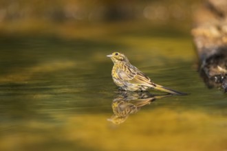 Yellowhammer (Emberiza citrinella) at a water pool, Pinos, Solsona, Catalonia, Spain