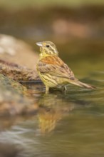 Yellowhammer (Emberiza citrinella) at a water pool, Pinos, Solsona, Catalonia, Spain