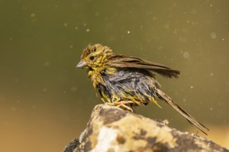 Yellowhammer (Emberiza citrinella) sitting on a rock at a water pool, Pinos, Solsona, Catalonia,