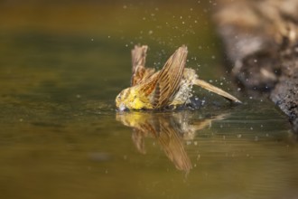 Yellowhammer (Emberiza citrinella) bathing in a water pool, Pinos, Solsona, Catalonia, Spain