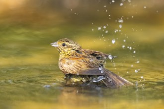 Yellowhammer (Emberiza citrinella) bathing in a water pool, Pinos, Solsona, Catalonia, Spain