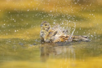 Yellowhammer (Emberiza citrinella) bathing in a water pool, Pinos, Solsona, Catalonia, Spain