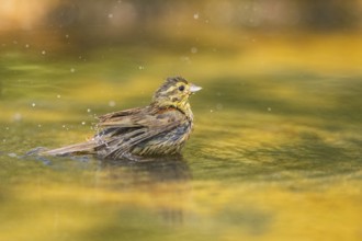 Yellowhammer (Emberiza citrinella) bathing in a water pool, Pinos, Solsona, Catalonia, Spain