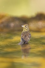 Yellowhammer (Emberiza citrinella) at a water pool, Pinos, Solsona, Catalonia, Spain