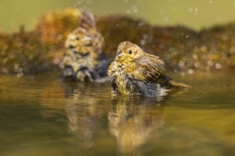 Yellowhammer (Emberiza citrinella) at a water pool, Pinos, Solsona, Catalonia, Spain