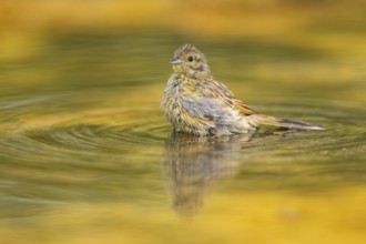 Yellowhammer (Emberiza citrinella) at a water pool, Pinos, Solsona, Catalonia, Spain