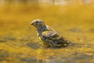 European serin (Serinus serinus) female bathing in a water pool, Pinos, Solsona, Catalonia, Spain