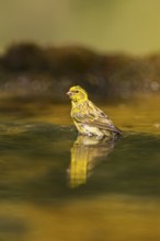 European serin (Serinus serinus) female bathing in a water pool, Pinos, Solsona, Catalonia, Spain