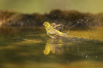 European serin (Serinus serinus) female bathing in a water pool, Pinos, Solsona, Catalonia, Spain