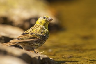 European serin (Serinus serinus) female at a water pool, Pinos, Solsona, Catalonia, Spain