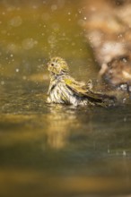 European serin (Serinus serinus) female bathing in a water pool, Pinos, Solsona, Catalonia, Spain