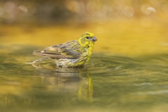 European serin (Serinus serinus) male bathing in a water pool, Pinos, Solsona, Catalonia, Spain
