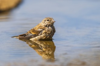 European serin (Serinus serinus) female bathing in a water pool, Pinos, Solsona, Catalonia, Spain