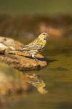 European serin (Serinus serinus) female at a water pool, Pinos, Solsona, Catalonia, Spain