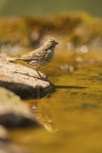 European serin (Serinus serinus) female at a water pool, Pinos, Solsona, Catalonia, Spain