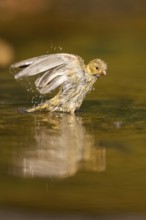 European serin (Serinus serinus) female bathing in a water pool, Pinos, Solsona, Catalonia, Spain