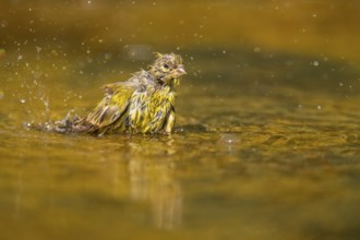 European serin (Serinus serinus) female bathing in a water pool, Pinos, Solsona, Catalonia, Spain
