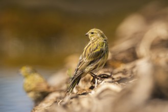 European serin (Serinus serinus) female at a water pool, Pinos, Solsona, Catalonia, Spain