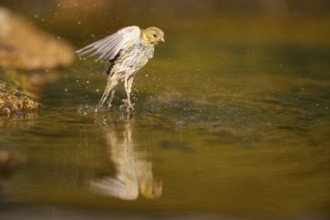 European serin (Serinus serinus) female bathing in a water pool, Pinos, Solsona, Catalonia, Spain