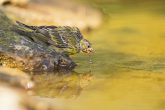 European serin (Serinus serinus) female at a water pool, Pinos, Solsona, Catalonia, Spain