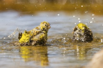 European serin (Serinus serinus) female bathing in a water pool, Pinos, Solsona, Catalonia, Spain