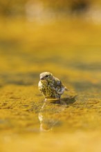 European serin (Serinus serinus) female bathing in a water pool, Pinos, Solsona, Catalonia, Spain