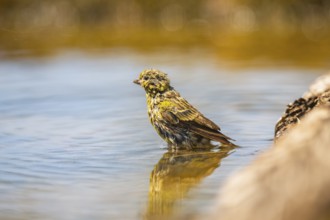 European serin (Serinus serinus) female bathing in a water pool, Pinos, Solsona, Catalonia, Spain