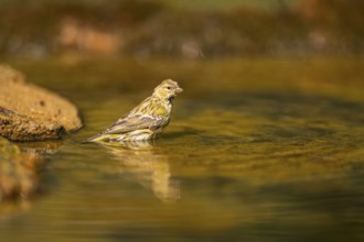 European serin (Serinus serinus) female bathing in a water pool, Pinos, Solsona, Catalonia, Spain