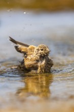 European serin (Serinus serinus) female bathing in a water pool, Pinos, Solsona, Catalonia, Spain