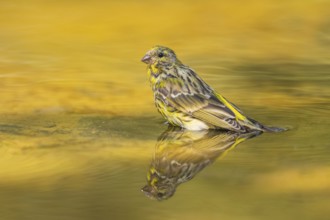 European serin (Serinus serinus) female bathing in a water pool, Pinos, Solsona, Catalonia, Spain
