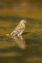 European serin (Serinus serinus) female bathing in a water pool, Pinos, Solsona, Catalonia, Spain